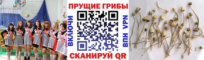 Галлюциногенные грибы Cubensis  Советск 
